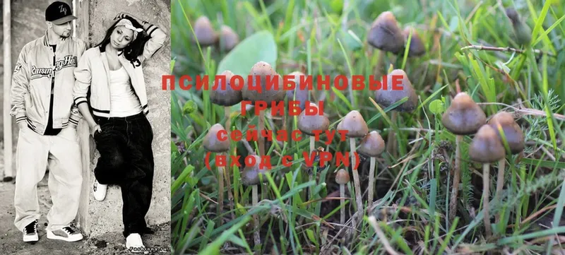 Галлюциногенные грибы Psilocybe  Крымск 